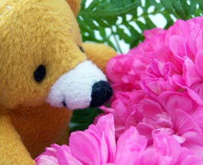 photo of Teddy Sniffing Flowers