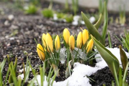 photo of crocus in the snow