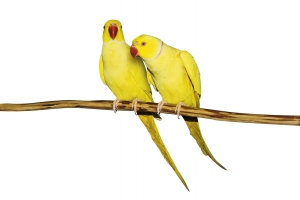 Two Parrots